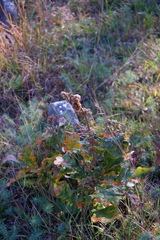 Andricus quercusfrondosus