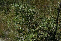 Quercus incana