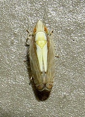 Scaphytopius elegans