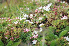 Rhodiola humilis