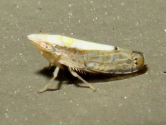 Scaphytopius elegans