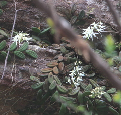 Dendrobium linguiforme