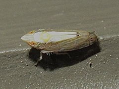 Scaphytopius elegans