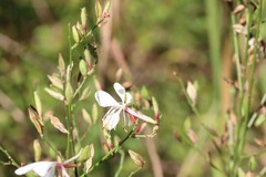 Oenothera filiformis