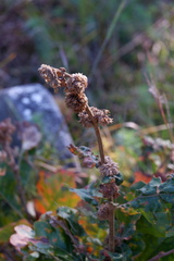 Andricus quercusfrondosus