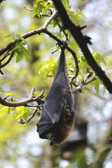 Pteropus poliocephalus