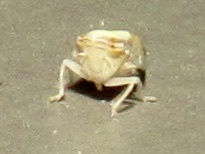 Scaphytopius elegans