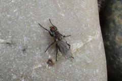 Fucellia
