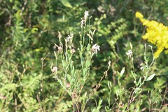 Oenothera filiformis