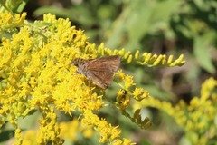 Euphyes vestris