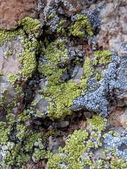 Acarosporaceae