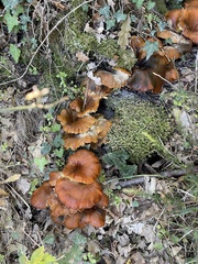 Craterellus lutescens