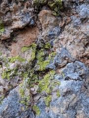 Acarosporaceae