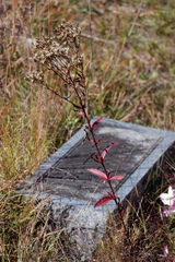 Eupatorium subvenosum