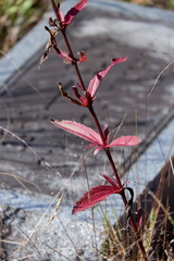 Eupatorium subvenosum