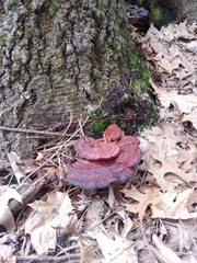 Daedaleopsis tricolor