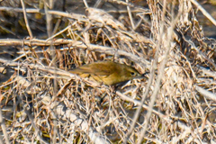 Acrocephalus australis