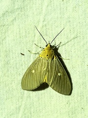 Asota