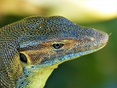 Varanus mertensi