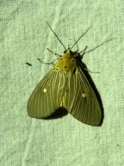 Asota