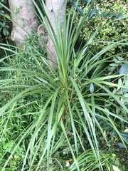 Cordyline australis