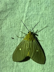 Asota