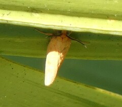 Virbia aurantiaca