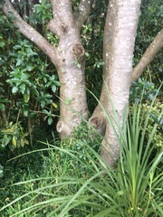 Pittosporum crassifolium