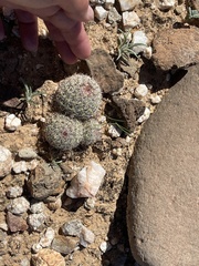 Mammillaria dioica dioica