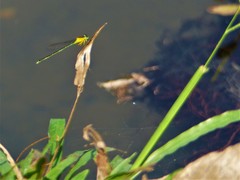 Ischnura pruinescens