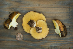 Suillus pseudobrevipes