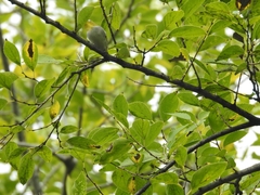 Zosterops erythropleurus