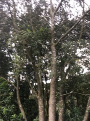 Pittosporum crassifolium