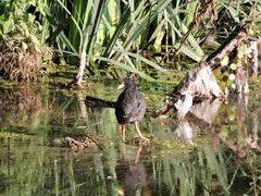 Fulica armillata
