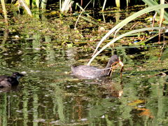 Fulica armillata