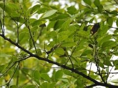 Zosterops erythropleurus