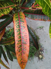 Codiaeum variegatum pictum