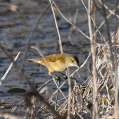 Acrocephalus australis