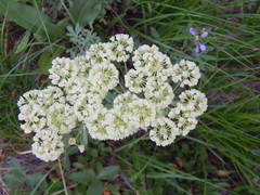 Eriogonum heracleoides
