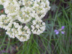 Eriogonum heracleoides