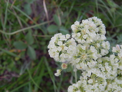 Eriogonum heracleoides