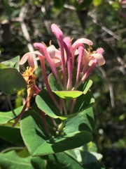 Lonicera implexa
