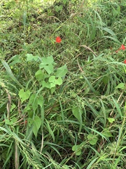 Ipomoea hederifolia