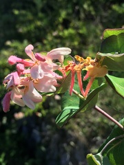 Lonicera implexa