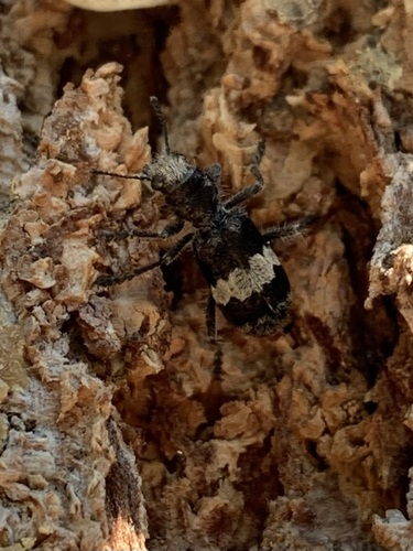 Red-bellied Clerid photo 3