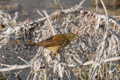 Acrocephalus australis