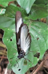 Pseudacraea lucretia tarquinea
