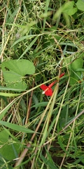 Ipomoea hederifolia
