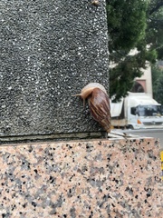 Lissachatina immaculata