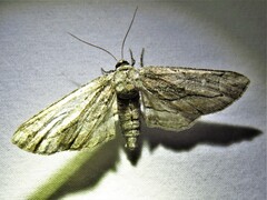 Holochroa dissociarius